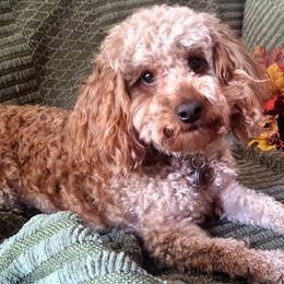 Miko - Goldendoodle