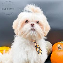 Emrick - White male Shih Tzu puppy in League City, Texas from Divine Pups