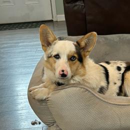 Owen - Pembroke Welsh Corgi