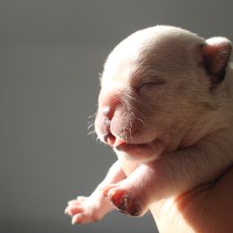 French Bulldog Puppies from The three little frenchies