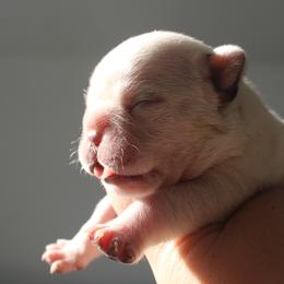 French Bulldog Puppies from The three little frenchies