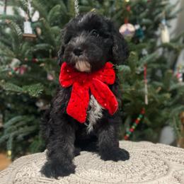 Bart (dark green collar) - Black male Sheepadoodle puppy in Mouth Of Wilson, Virginia from HoneyBunn Doodle Co.