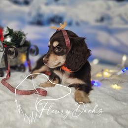 Frenchie - Dachshund