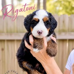 Rigatoni - Tri-color female Bernedoodle puppy in Sugar Hill, Georgia from Deep Creek Doodles