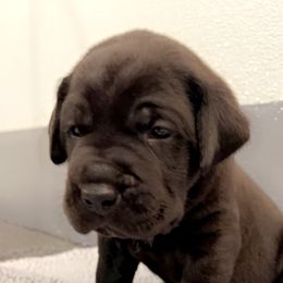 Cane Corso Puppies from Rock Creek Cane Corso