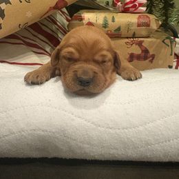 Jessie - Dark golden female Golden Retriever puppy in Marshfield, Missouri from Hilltop Kennel LLC