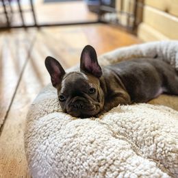 French Bulldog Puppies from Kismet French Bulldogs