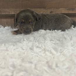 Girl 3 - Gray (blue) and cream female Dachshund puppy in Stilwell, Oklahoma from Bidding Creek Dachshunds