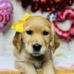Miss Yellow - Golden female Golden Retriever puppy in Tonasket, Washington from Denzil’s Goldens