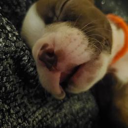 Boston Terrier Puppies from The Christian Bostons