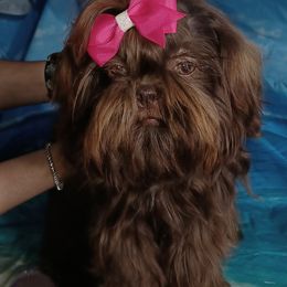 C.C. - Shih Tzu