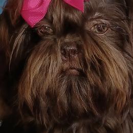 C.C. - Shih Tzu