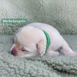 Boy 2 - male Labrador Retriever puppy in Mc Murray, Pennsylvania from Kingridge Kennels