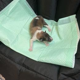 Baker - Sable and white male Collie puppy in Beaver, Oklahoma from Lawson’s Lassies