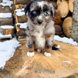 Miniature American Shepherd and Miniature Australian Shepherd Puppies from Sugartop Minis