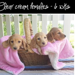 Dachshund and Karakachan Puppies from vom Treuen Wachter