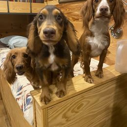 English Cocker Spaniel Puppies from RedRover Spaniels (formerly McCoy’s English Spaniels)