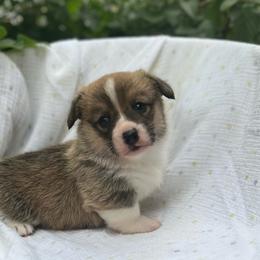 Xena - Red female Pembroke Welsh Corgi puppy in Hope, Arkansas from Foxy Knoll Farm