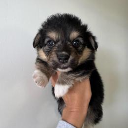 Ole - Black and tan male Pembroke Welsh Corgi puppy in Red Bluff, California from Circle T Livestock & K9 Co.