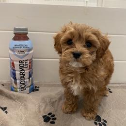 Bernedoodle, Cavapoo, Havanese, and Havapoo Puppies from Lady Paws Puppies - Cassie