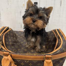 Biewer Terrier and Yorkshire Terrier Puppies from Coastal Yorkshire Terrier Yorkies & Biewer Terriers