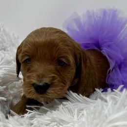 Purple Female - Apricot female Goldendoodle puppy in Great Falls, Montana from Montana Goldendoodles