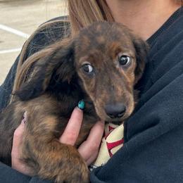 EUGENE - Brindle male Dachshund puppy in Paradise, Texas from C and J Minis