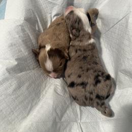 Miniature Australian Shepherd and Toy Australian Shepherd Puppies from Cherry Grove Kennel
