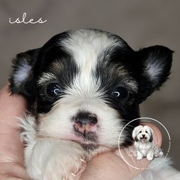 Coton de Tulear puppies from Jac Be Nimble Cotons