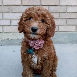 Goldendoodle Puppies from Puppy Vale
