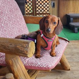 Cheyenne - Dachshund