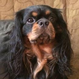 Oliver - Cavalier King Charles Spaniel