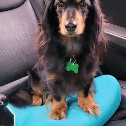 Dachshund All Grown Up from BriarRidge Dachshunds