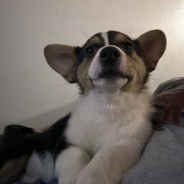 Boy 1 - Pembroke Welsh Corgi puppy in New York from Blooms Corgis