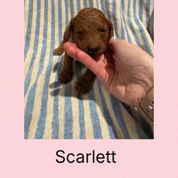 Scarlett - Red female Irish Doodle puppy in Harrisburg, Arkansas from Ransone’s Ridge Runners Poodles and Doodles