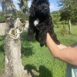 Girl 2 - Goldendoodle puppy in Bradenton, Florida from Doodle Acres