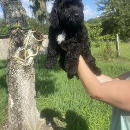 Girl 2 - Goldendoodle puppy in Bradenton, Florida from Doodle Acres