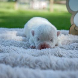 Fred - Cream male Pomeranian puppy in Bethel, Ohio from J&A Poms