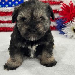 Piper Male 1 - Salt and pepper male Miniature Schnauzer puppy in Pageland, South Carolina from New Haven Farms