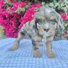 Bear - Blenheim male Cavapoo puppy in Gilbert, Arizona from Desert Willow Cavapoos
