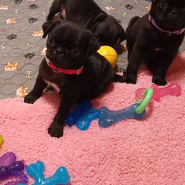 Pug and Shiba Inu Puppies from khshibas-khpugs