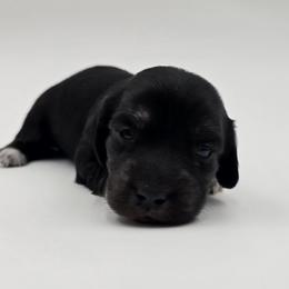 Naomi - Black and cream female Dachshund puppy in Nine Mile Falls, Washington from River Run Doxies