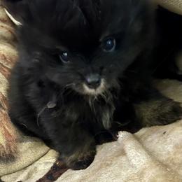 Pomeranian Puppies from Cherokee Pomeranians