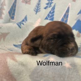 Boerboel, Shorkie, and Toy Australian Shepherd Puppies from SATA Kennels
