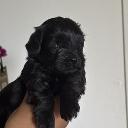 Espresso - Black female Schnoodle puppy in Portland, Oregon from Marlen Poodles&Doodles