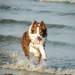 Border Collie puppies from First Harmony Farms