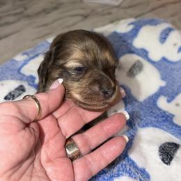 Dusty - Brindle male Dachshund puppy in Heber Overgaard, Arizona from Sonoran Doxies