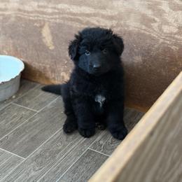 Rena - white collar - Black female German Shepherd puppy in Winterport, Maine from Vom Stevens Old Fashioned German Shepherds