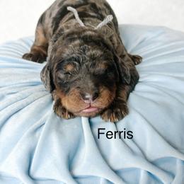 Ferris - Merle male Goldendoodle puppy in Pasco, Washington from Camp Doodle Woods