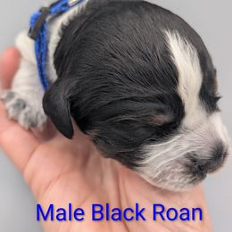 Dark blue collar male - Tri-Roan male English Springer Spaniel puppy in Vista, California from Karen Freitas